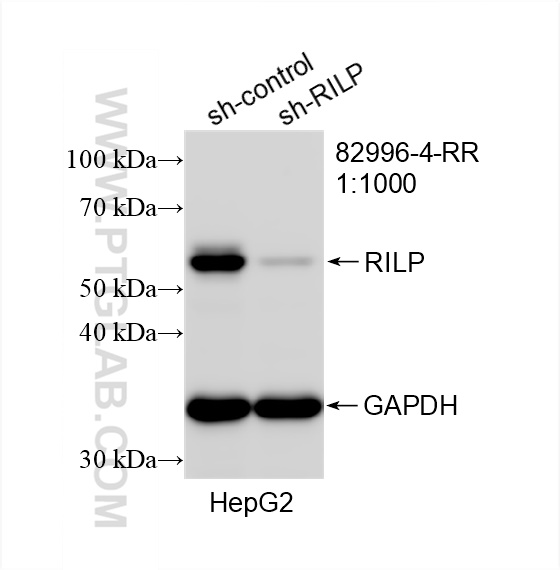 WB analysis of HepG2 using 82996-4-RR (same clone as 82996-4-PBS)