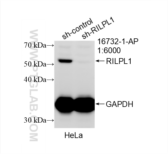 WB analysis of HeLa using 16732-1-AP