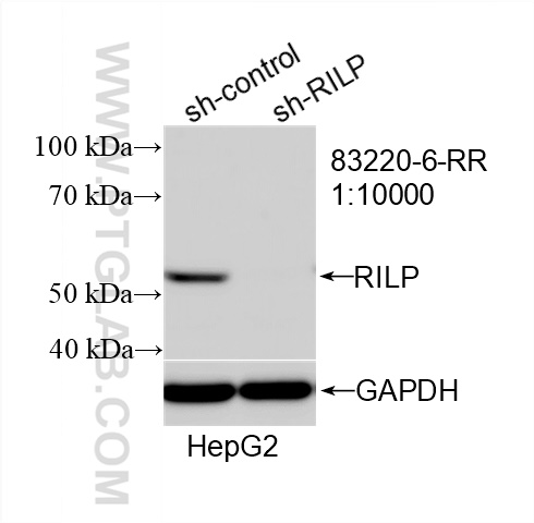 WB analysis of HepG2 using 83220-6-RR