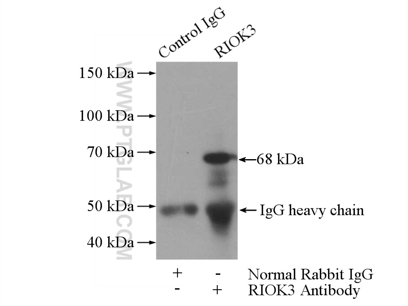 IP experiment of mouse testis using 13593-1-AP