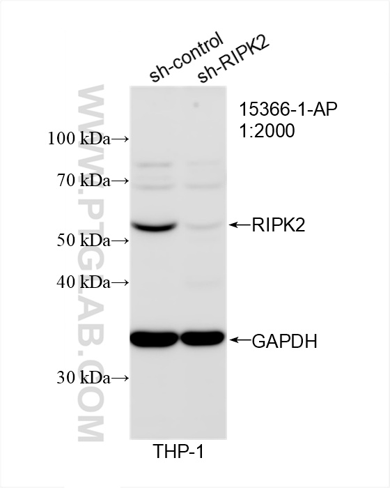 WB analysis of THP-1 using 15366-1-AP