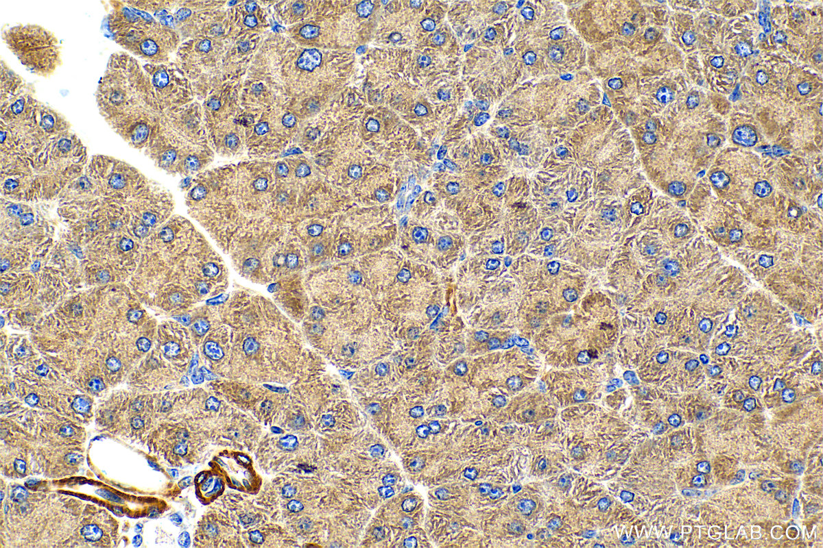 IHC staining of mouse pancreas using 12473-1-AP