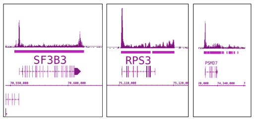 RNA pol II antibody (mAb) tested by ChIP-Seq. ChIP was performed using the ChIP-IT High Sensitivity Kit (Cat. No. 53040) with chromatin from 2.3 million HL-60 cells and 20 ul of antibody. ChIP DNA was sequenced on the Illumina HiSeq and 30 million sequence tags were mapped to identify Pol II binding. ChIP-Seq data from three specific genes is shown as an example. Pol II binding is detected at the 5´ end of the genes, throughout the gene bodies and at the 3´ end of the genes.