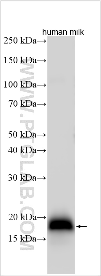 WB analysis using 30732-1-AP (same clone as 30732-1-PBS)