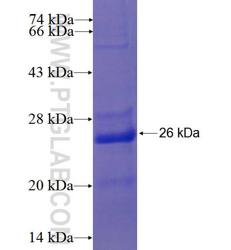 RNASE9 fusion protein Ag23750 SDS-PAGE