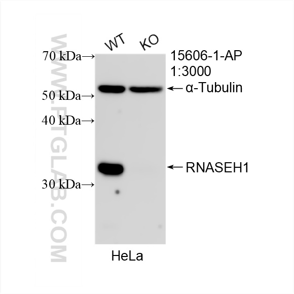 WB analysis of HeLa using 15606-1-AP