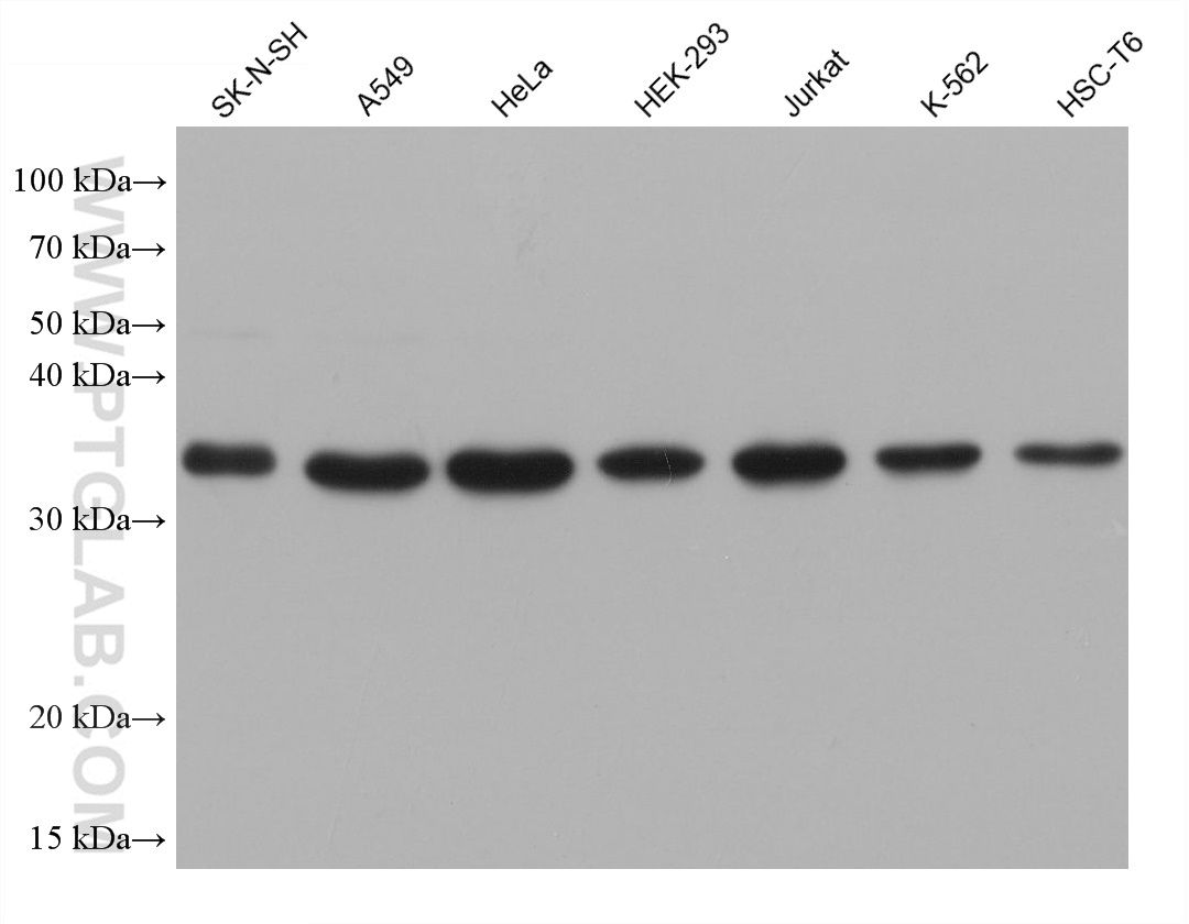 WB analysis using 68787-3-Ig