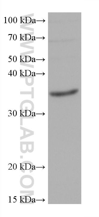 WB analysis using 68787-3-Ig