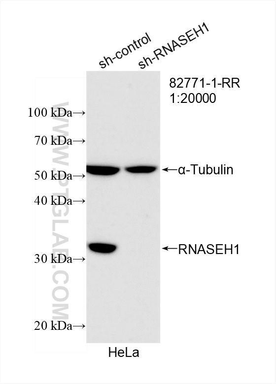 WB analysis of HeLa using 82771-1-RR