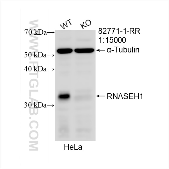 WB analysis of HeLa using 82771-1-RR