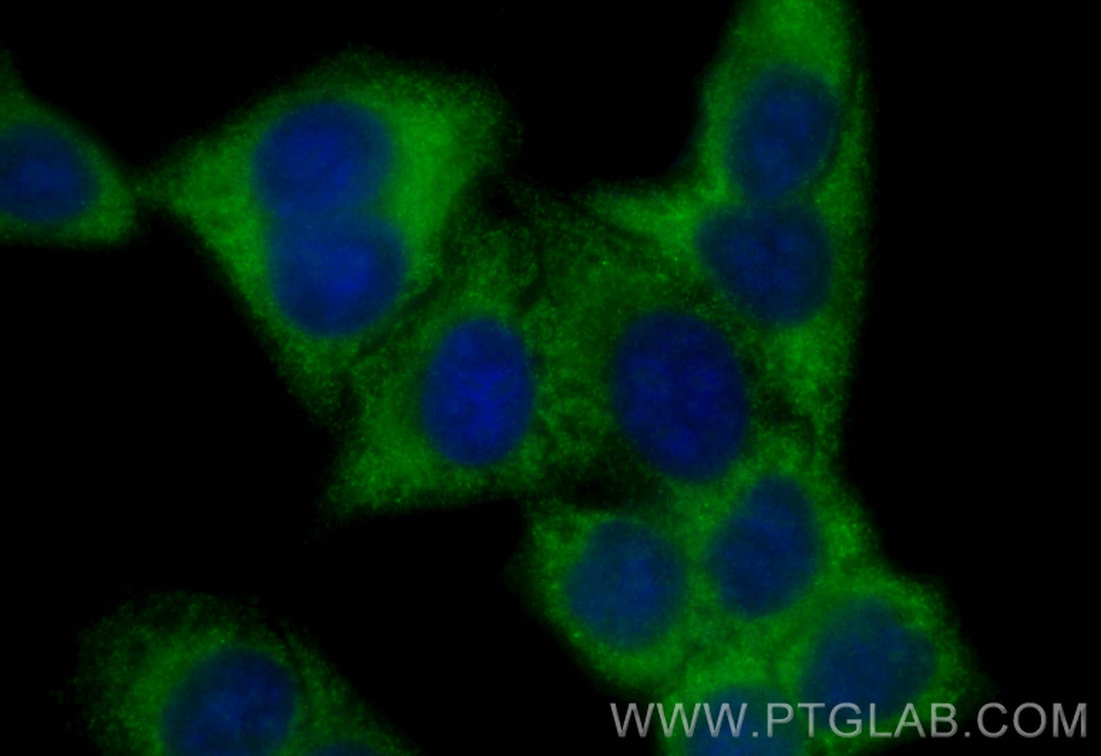 IF Staining of HepG2 using CL488-22577