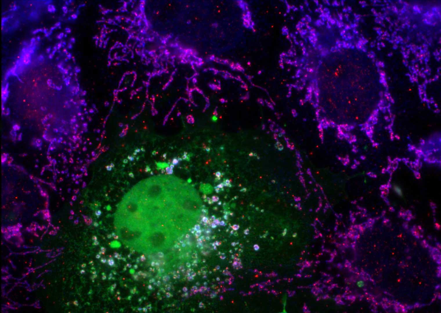 IF Staining of transfected cells using 13753-1-AP (same clone as 13753-1-PBS)