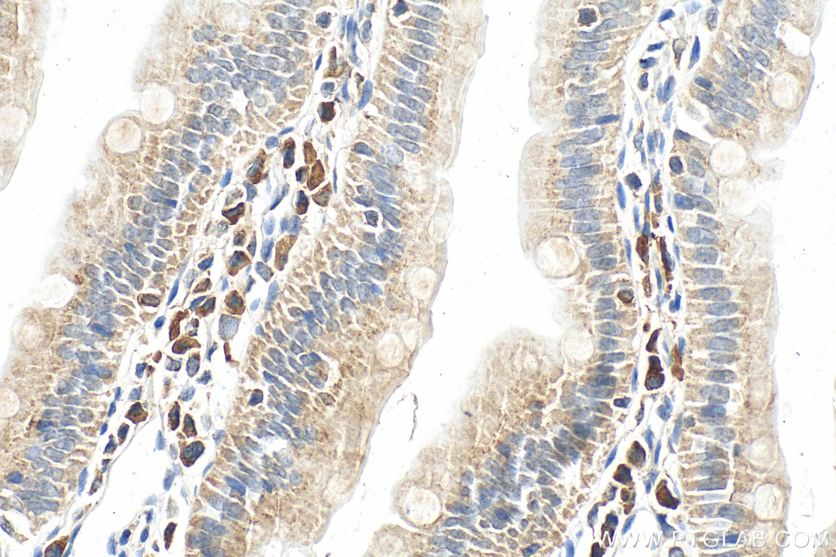 IHC staining of rat small intestine using 13753-1-AP