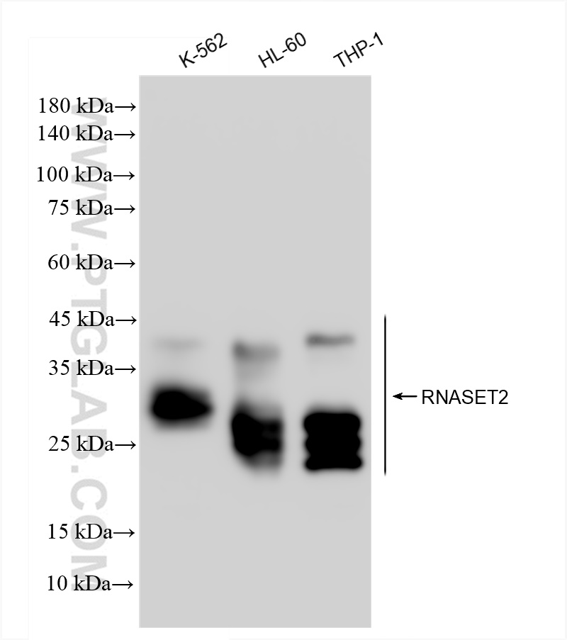 WB analysis using 83650-1-RR (same clone as 83650-1-PBS)