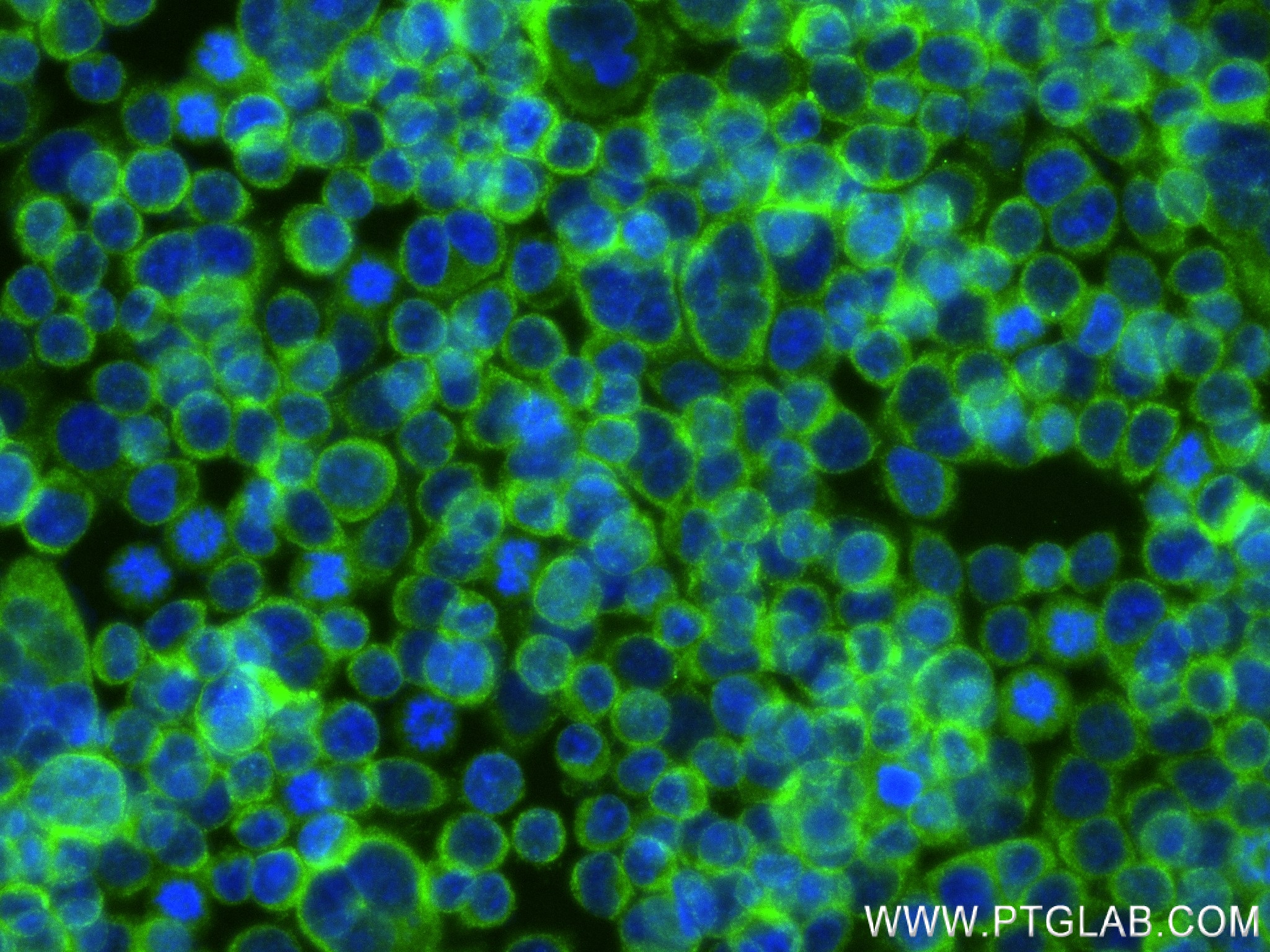 IF Staining of BxPC-3 using 83650-3-RR