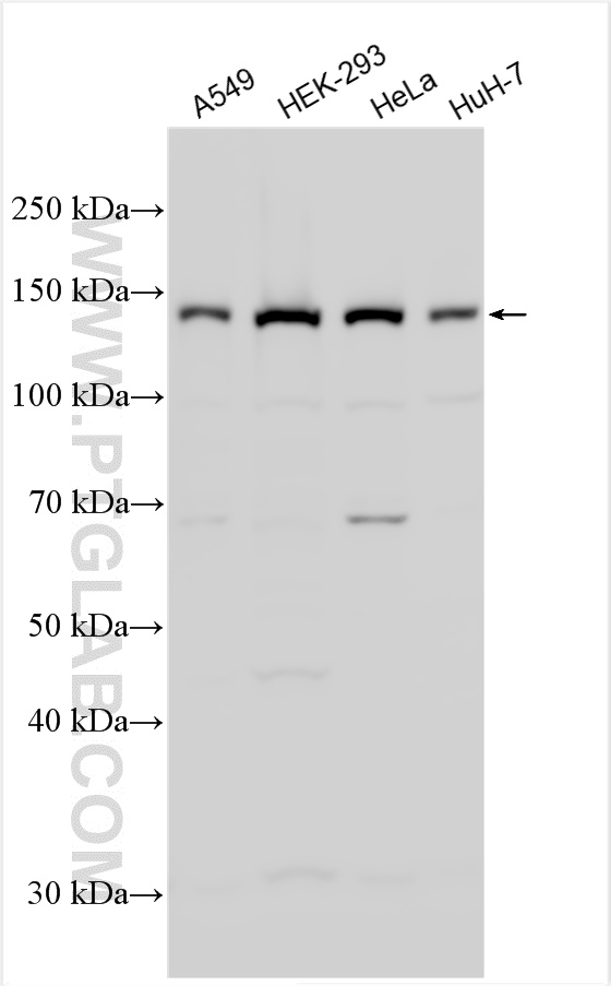 RNF123