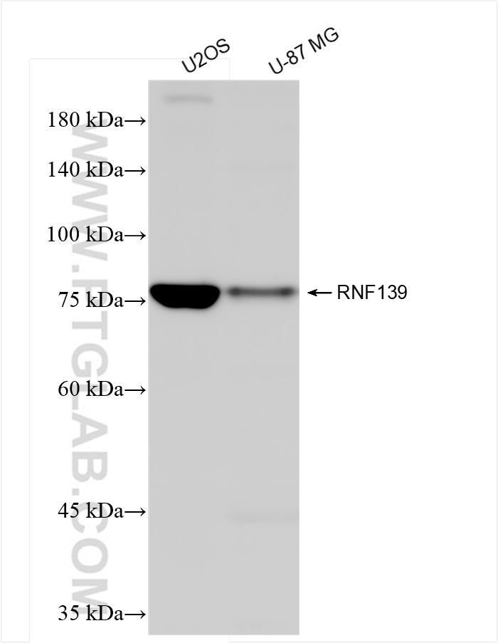 WB analysis using 83755-2-RR (same clone as 83755-2-PBS)