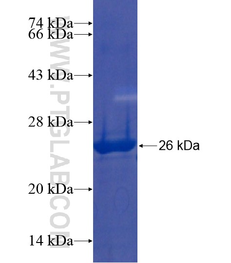 RNF145 fusion protein Ag21488 SDS-PAGE