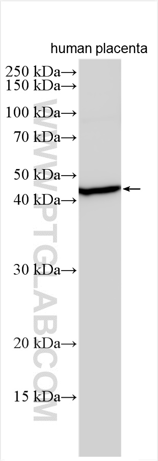 WB analysis using 23927-1-AP