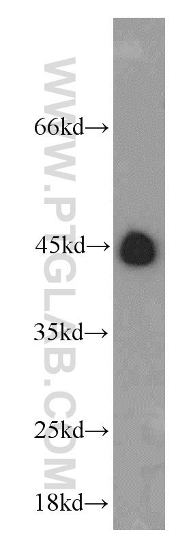 WB analysis of mouse lung using 21438-1-AP