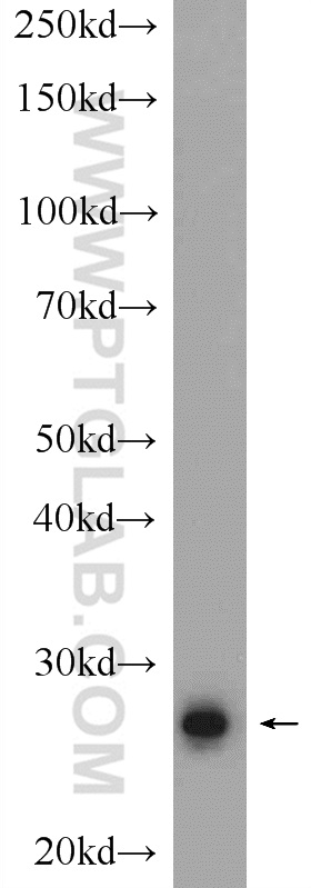 WB analysis of rat testis using 24708-1-AP