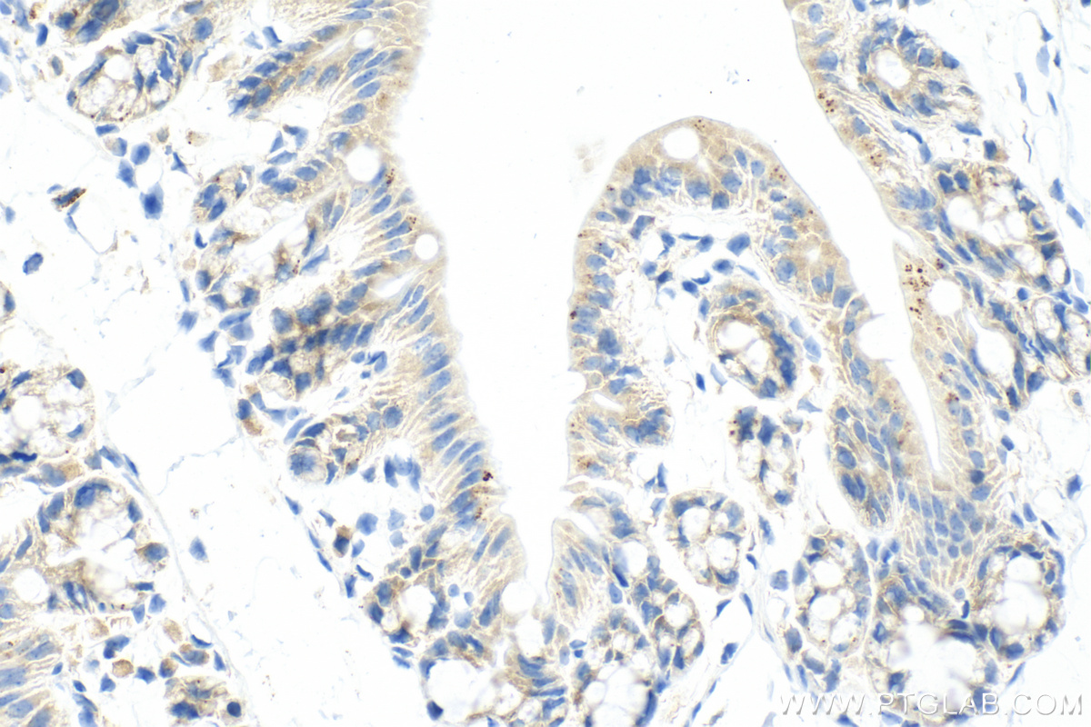 IHC staining of mouse colon using 82926-1-RR (same clone as 82926-1-PBS)