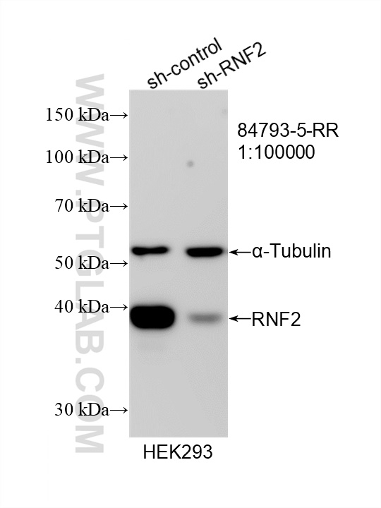 WB analysis of HEK-293 using 84793-5-RR