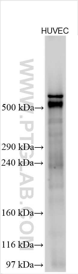 WB analysis using 21028-1-AP