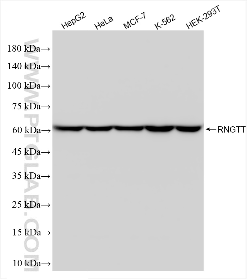 WB analysis using 83974-2-RR