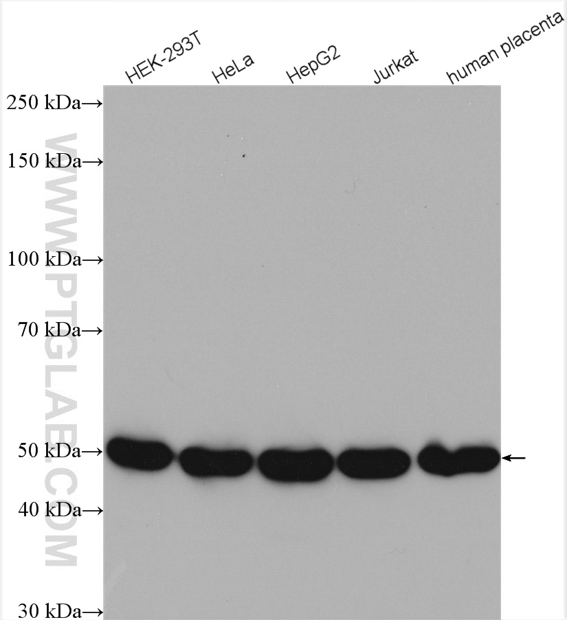 WB analysis using 10345-1-AP