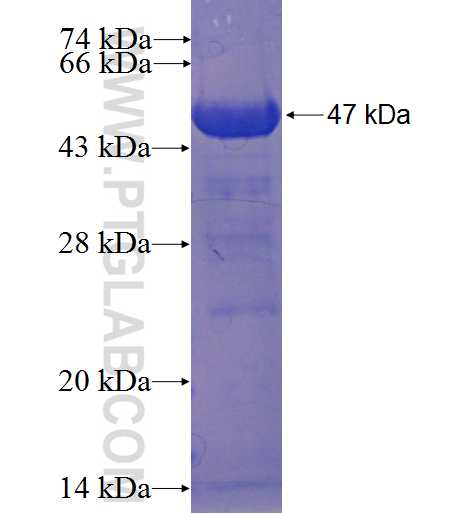 RNPC3 fusion protein Ag22969 SDS-PAGE