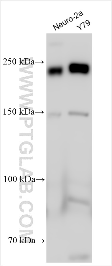 WB analysis using 11982-1-AP