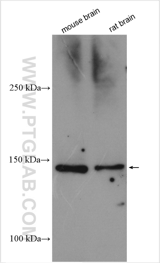 WB analysis using 20220-1-AP