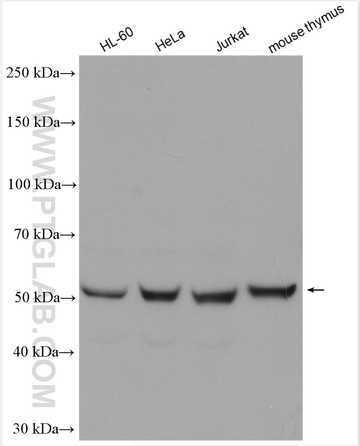 WB analysis using 14027-1-AP