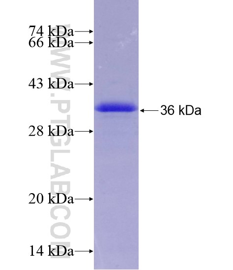 RORA fusion protein Ag28775 SDS-PAGE