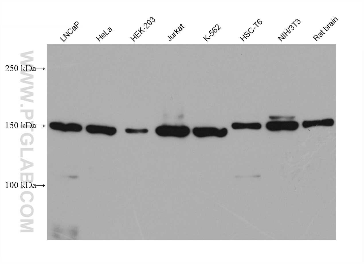 WB analysis using 68193-1-Ig (same clone as 68193-1-PBS)