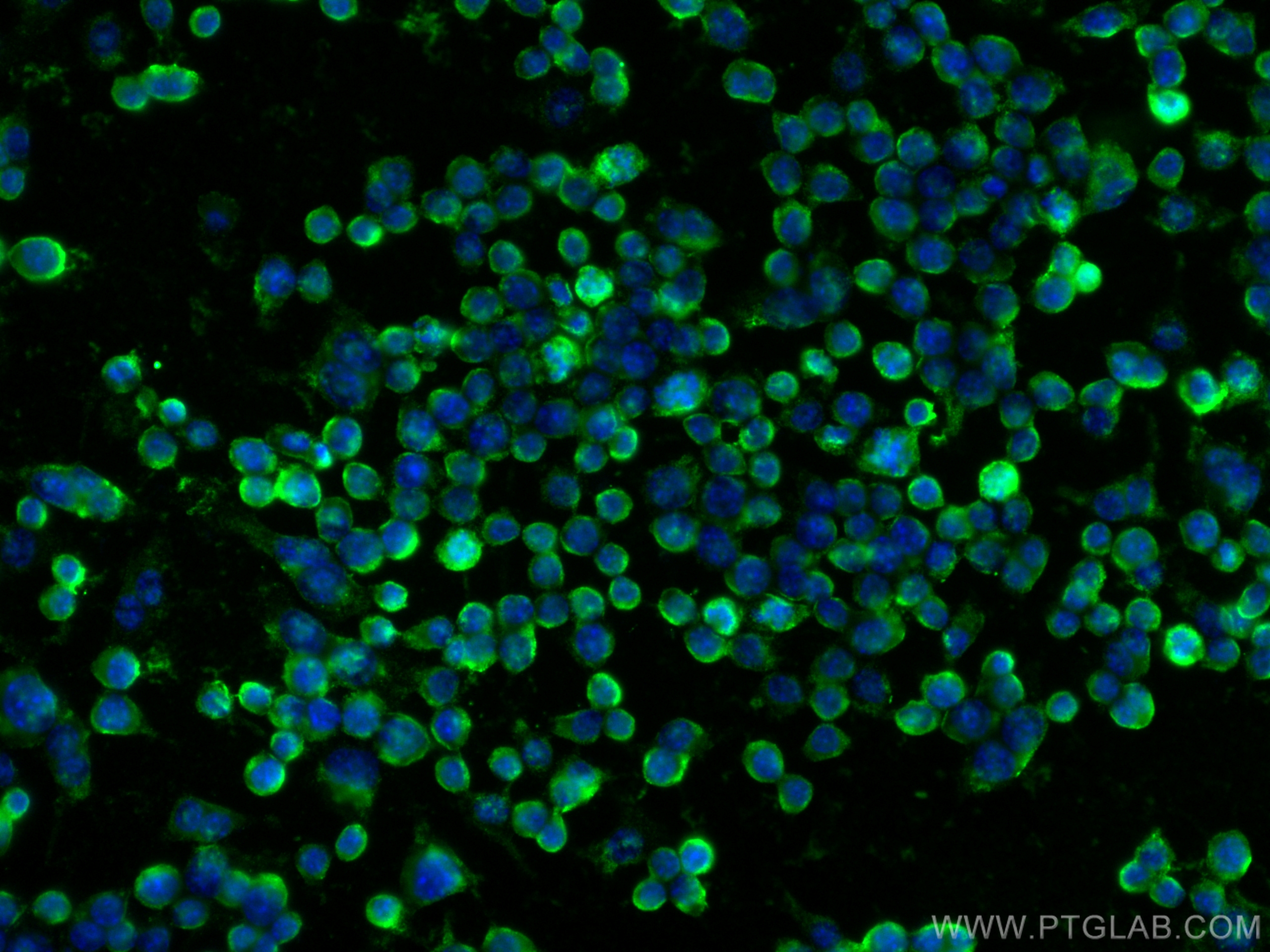 IF Staining of RAW 264.7 using 12168-2-AP