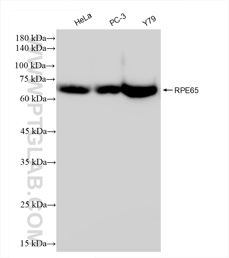 WB analysis using 83861-1-RR (same clone as 83861-1-PBS)