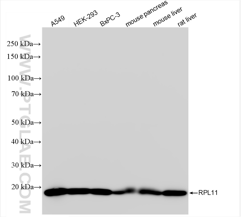 WB analysis using 84670-3-RR