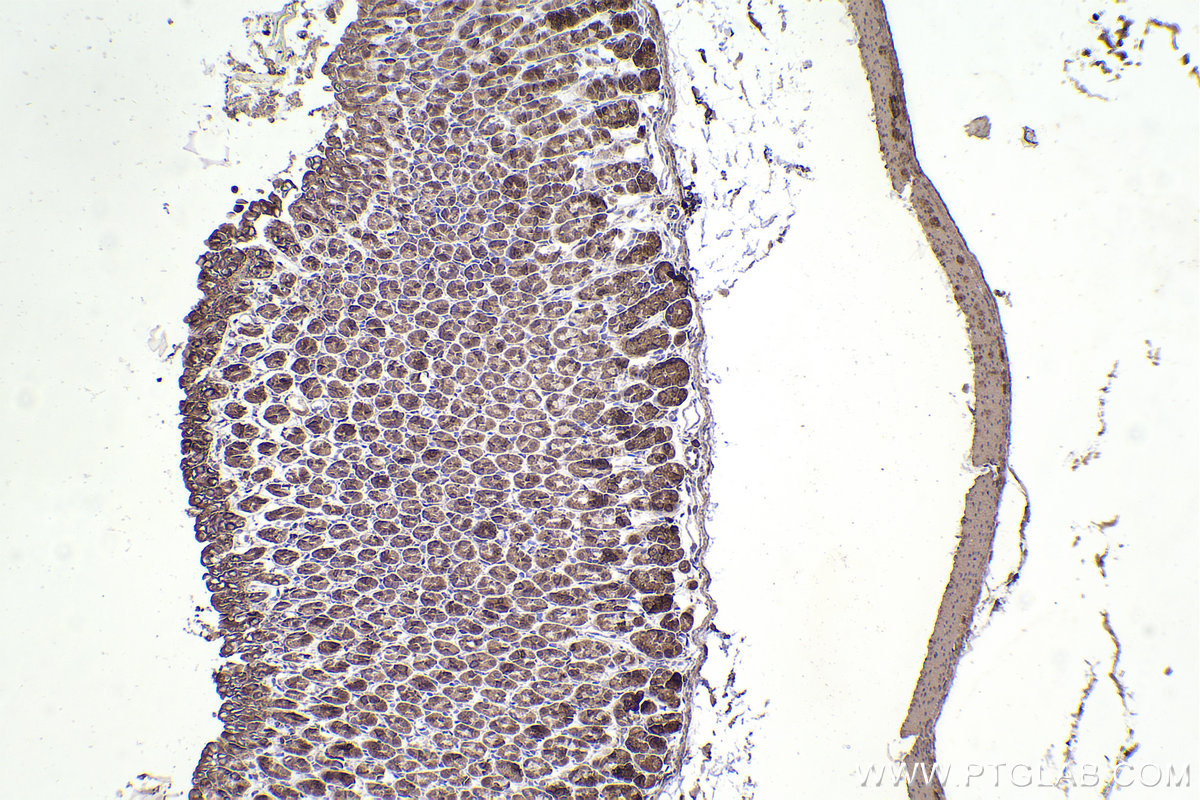 IHC staining of mouse stomach using 14536-1-AP