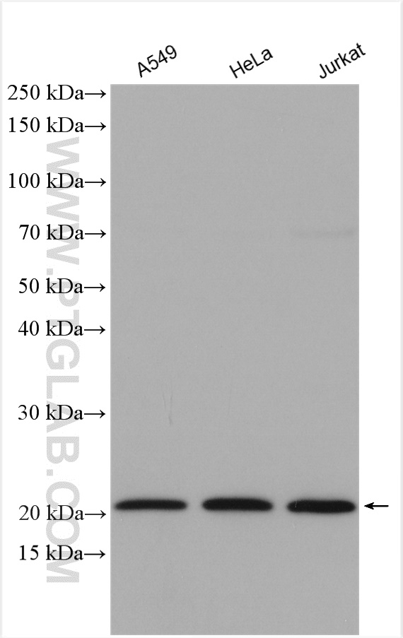 WB analysis using 14536-1-AP