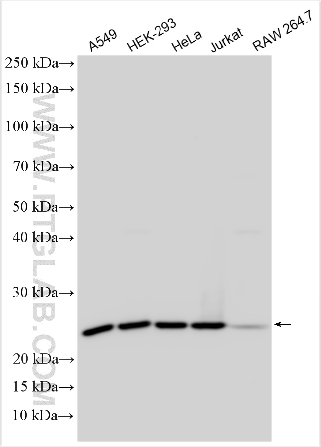 WB analysis using 14633-1-AP