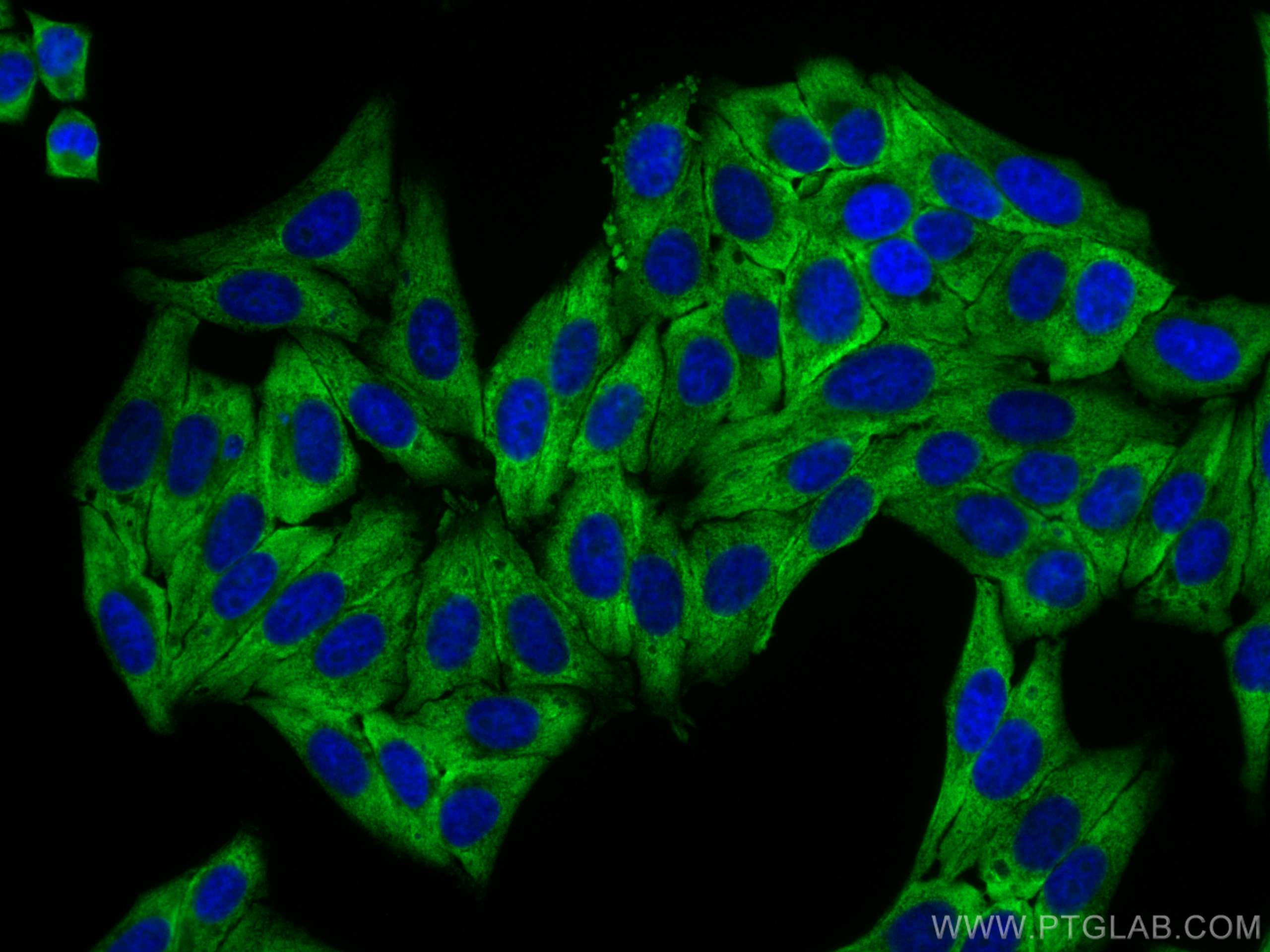 IF Staining of HepG2 using 82688-1-RR