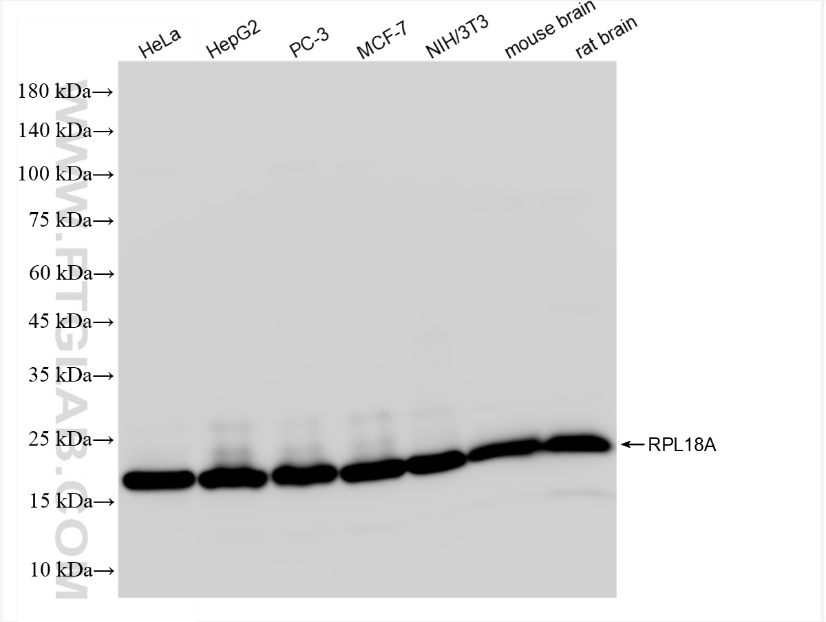 WB analysis using 83928-1-RR (same clone as 83928-1-PBS)