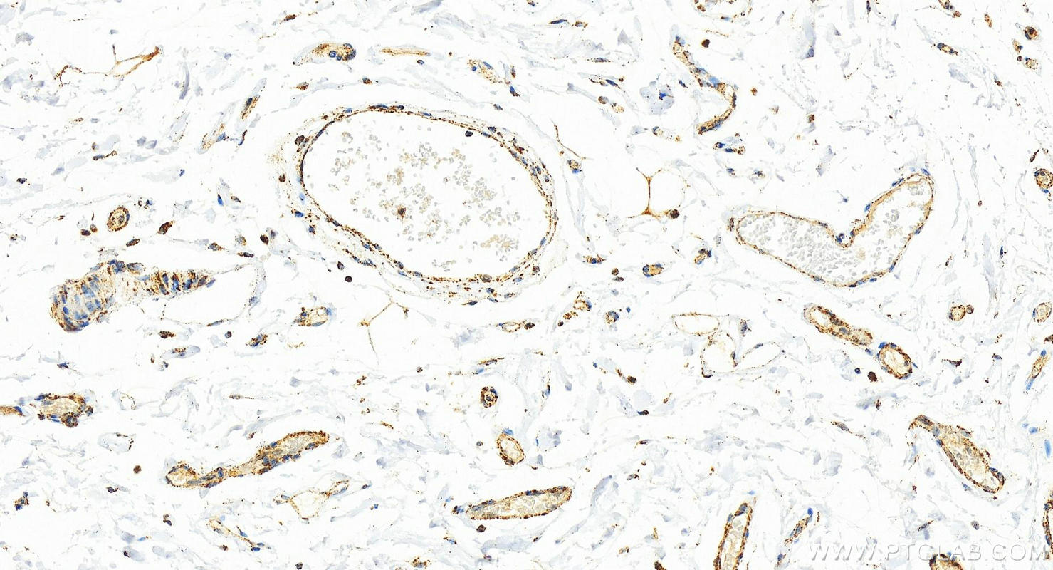 IHC staining of human normal colon using 16386-1-AP