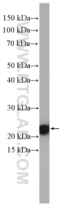 WB analysis of HEK-293 using 16487-1-AP