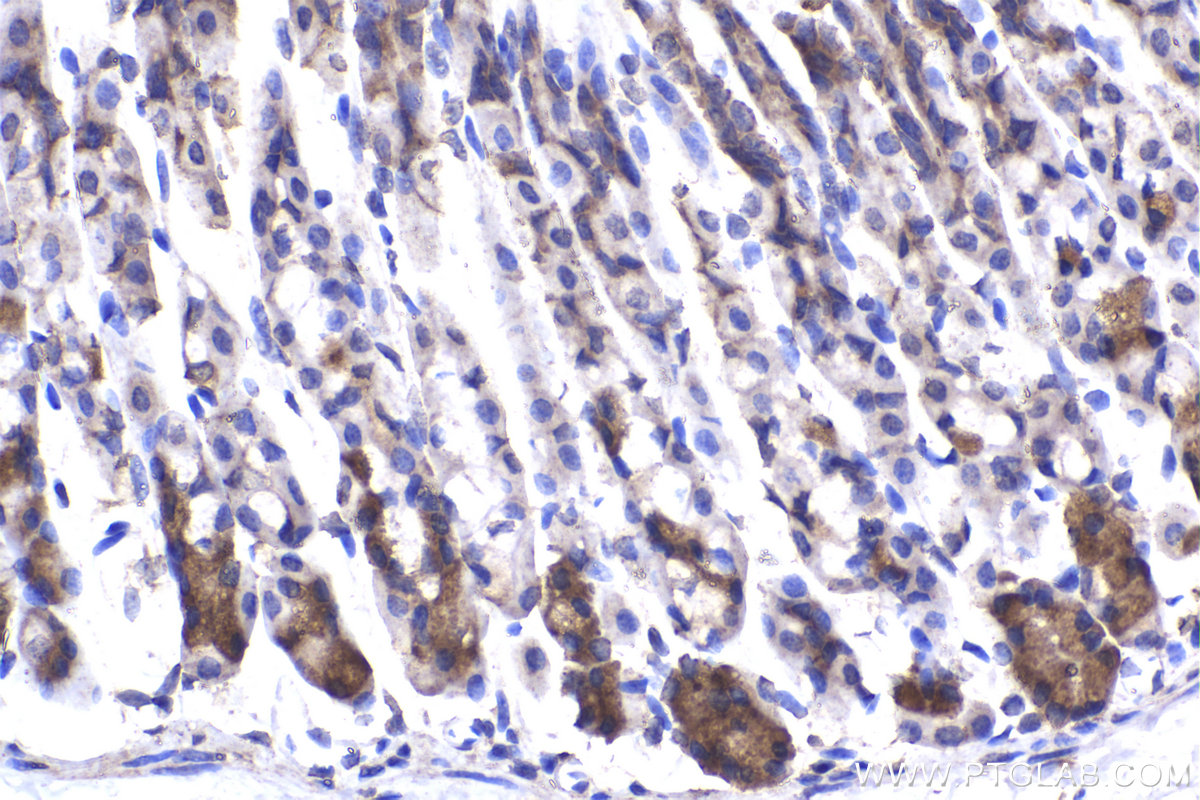 IHC staining of mouse stomach using 16002-1-AP