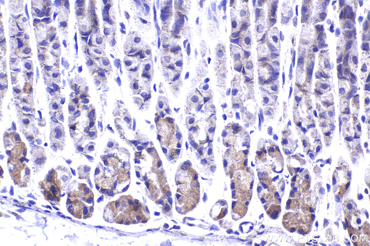 IHC staining of mouse stomach using 16002-1-AP