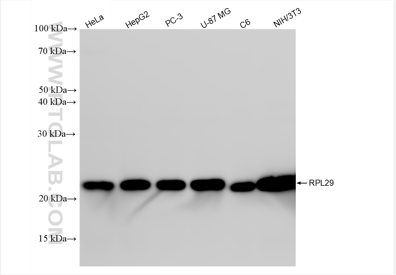 WB analysis using 83377-2-RR