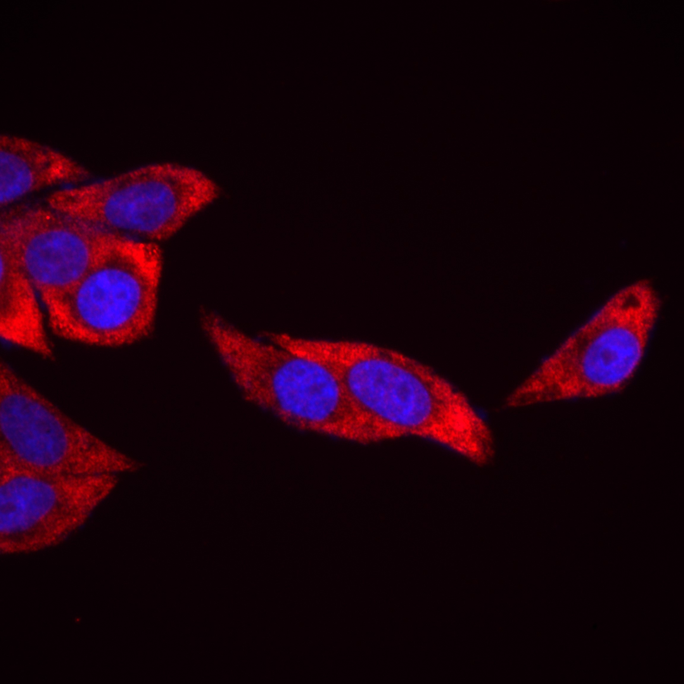 IF Staining of HepG2 using 82815-1-RR